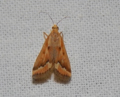 Achyra coelatalis