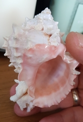 Phyllonotus erythrostomus