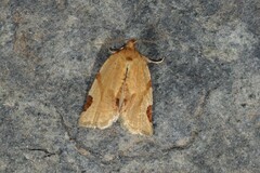 Paramesia gnomana
