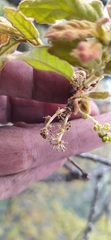 Quercus
