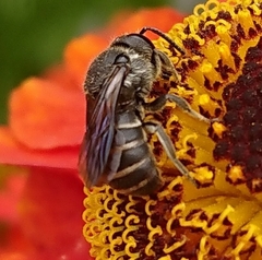 Stelis punctulatissima