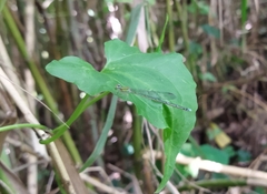 Pseudagrion microcephalum