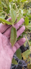 Quercus