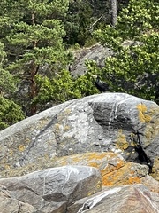 Phalacrocorax carbo