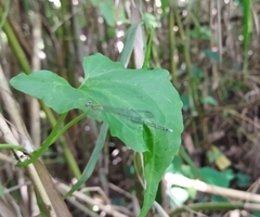 Pseudagrion microcephalum