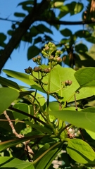 Catalpa × erubescens
