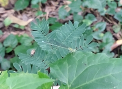 Pseudagrion microcephalum