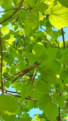 Catalpa × erubescens