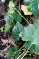 Pseudagrion microcephalum