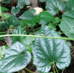 Pseudagrion microcephalum