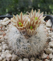 Escobaria dasyacantha