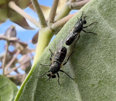 Atomosia melanopogon