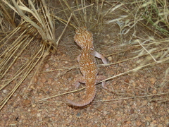 Chondrodactylus angulifer