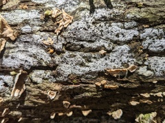 Biscogniauxia atropunctata