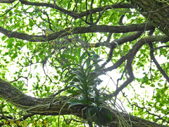 Cleisostoma paniculatum