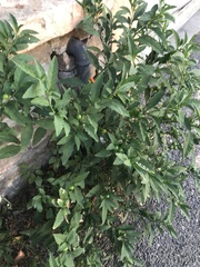 Solanum pseudocapsicum