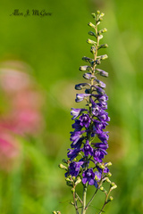 Delphinium exaltatum