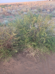 Artemisia arenaria