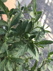 Solanum pseudocapsicum