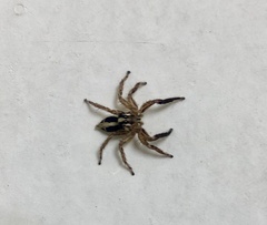 Plexippus paykulli