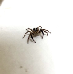Plexippus paykulli