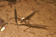 Ranatra quadridentata