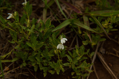 Justicia anagalloides