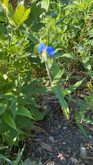 Commelina erecta
