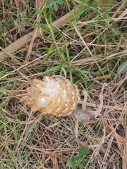 Leuzea conifera
