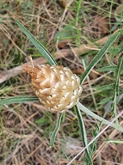 Leuzea conifera