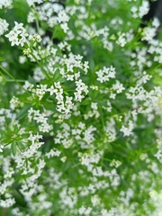 Galium rivale