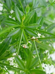 Galium rivale