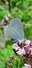 Celastrina argiolus
