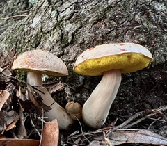 Boletellus ananas