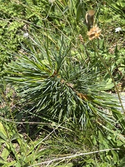 Pinus cembra