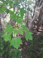 Acer rubrum image