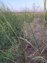 Erysimum siliculosum
