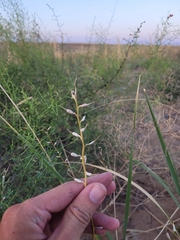 Erysimum siliculosum