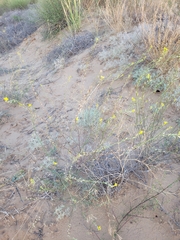 Erysimum canum