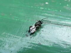 Brachymeria podagrica