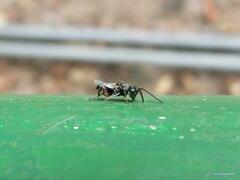 Brachymeria podagrica