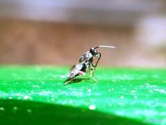 Brachymeria podagrica