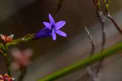 Siphocodon spartioides