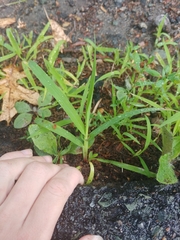 Poaceae