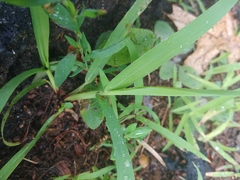Poaceae
