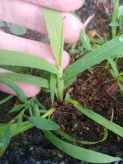 Poaceae