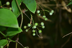 Smilax glaucochina