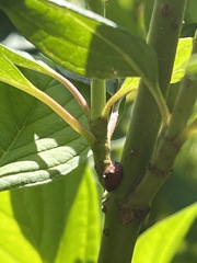 Parthenolecanium corni