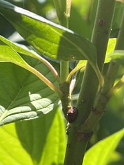 Parthenolecanium corni