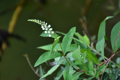Lysimachia fortunei